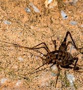 Image result for Night Cricket Bug