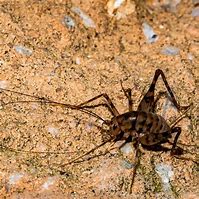 Image result for Cave Cricket