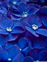 Image result for Blue Flower iPhone Wallpaper