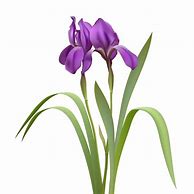 Image result for Purple Iris Clip Art