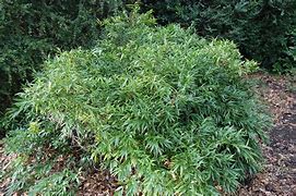 Image result for Sarcococca ruscifolia