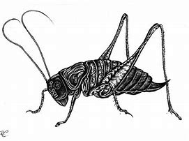 Image result for Grasshopper Bug