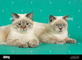 Image result for Domestic Shorthair Cat