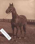 Image result for Man O War Horse