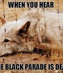 Image result for Black Wolf Meme