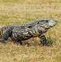 Image result for Big Lizard Triangle Head