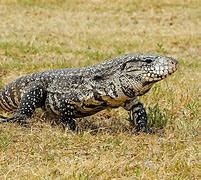Image result for Very Big Lizard