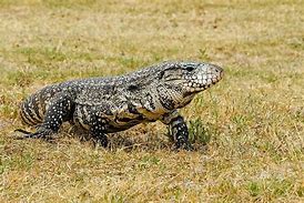 Image result for The Biggest Lizard in the World
