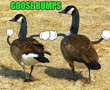 Image result for Two Bumps On a Log Meme