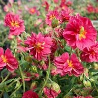 Helianthemum Cerise Queen に対する画像結果