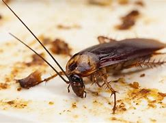 Image result for Cockroach Diseases