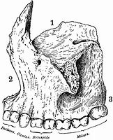 Image result for Functions of the Jawbone