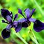 Image result for Iris chrysographes (Black Form)