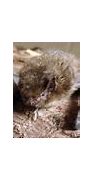 Image result for Christmas Island Pipistrelle