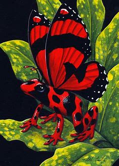 Red Poison Fairy Frog by TabLynn on DeviantArt