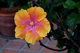 Image result for Yellow-Orange Pink