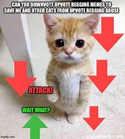 Image result for Cat Has No Clue Meme