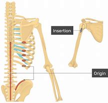 Image result for Lat Dorsi Attachment