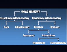 Image result for układ_nerwowy_somatyczny