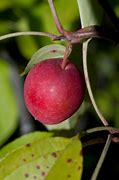 Image result for Malus domestica Essing