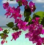 Image result for Summer Flowers Pictures Free
