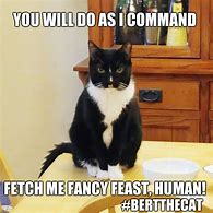 Image result for Fancy Feast Cat Meme