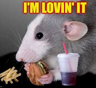 Image result for Cute Rat Memes