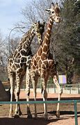 Image result for Farm Animals Zoo Giraffe