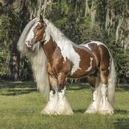 Image result for Gypsy Vanner Draft Horse
