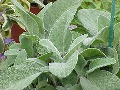 Image result for Salvia officinalis Berggarten