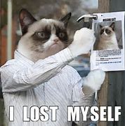 Image result for Lost Cat Meme