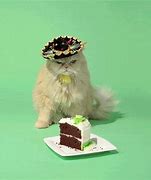 Image result for Clever Happy Birthday Cats