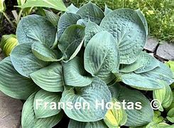 Image result for Hosta Dixie Cups