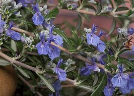 Rosmarinus officinalis BLUE CASCADE కోసం చిత్ర ఫలితం