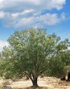 Image result for Manzanilla Olive Tree