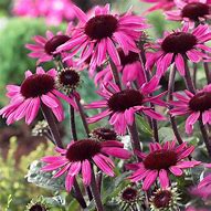 Image result for Echinacea purpurea After Midnight ®