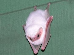 Image result for Albino Fox Bat