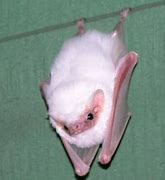 Image result for Baby Albino Fruit Bat