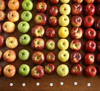 Image result for Colour Shades of From Growth to Death Apple