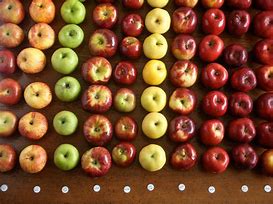 Image result for Apple Flavor Chart