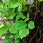 Image result for Picture of Poison Ivy Plant and Leaves