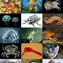 Image result for Largest Animal That Ever Lived On Earth
