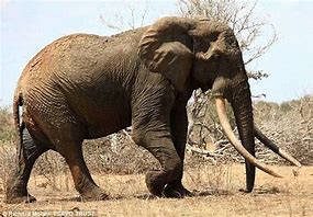 Image result for Largest Elephant On Record