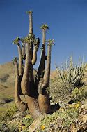 Image result for Rare African Plants