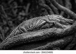 Image result for Caimans and Alligators