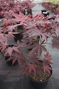 Image result for Acer palmatum Fireglow