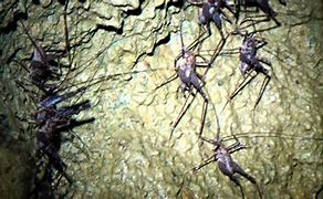Image result for cave cricket diet