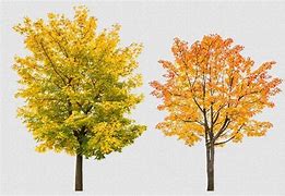 Image result for Photoshop Tree Maple