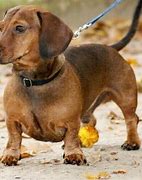 Image result for Dachsund First Day of New Job
