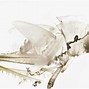 Image result for Grasshopper Exoskeleton